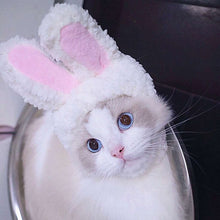 a white cat with a pink flower on its head 